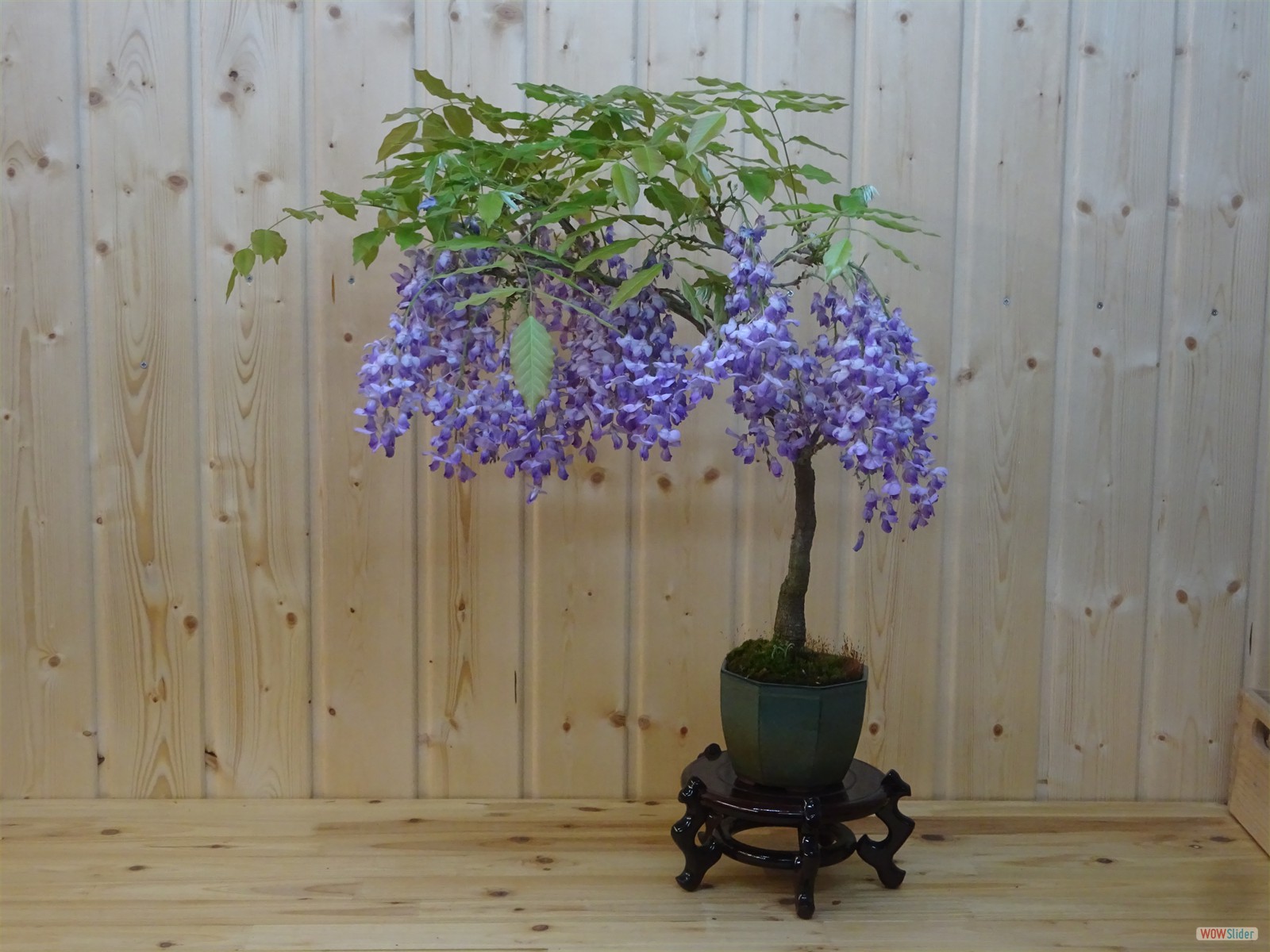Wisterie chinensis - 60 cm  - Schale China