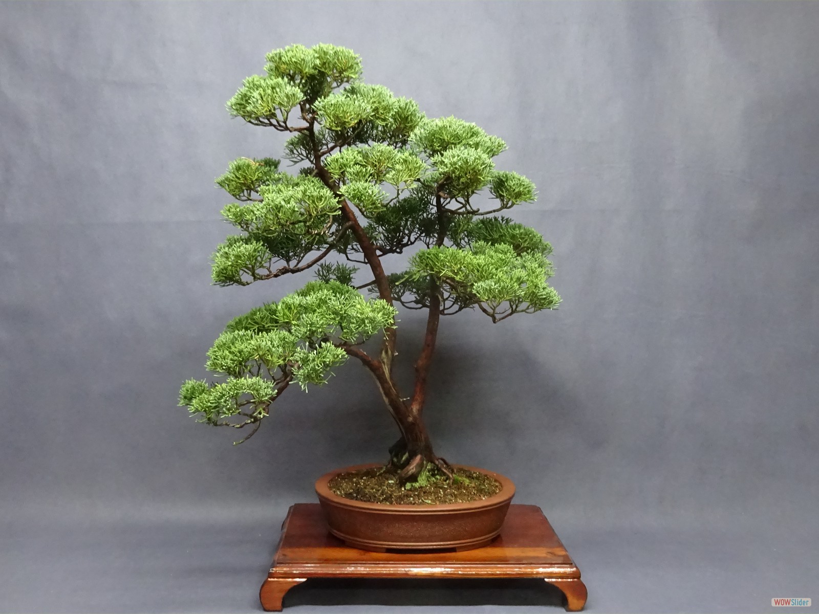 Juniperus chinensis  - 57 cm - Schale Deutschland