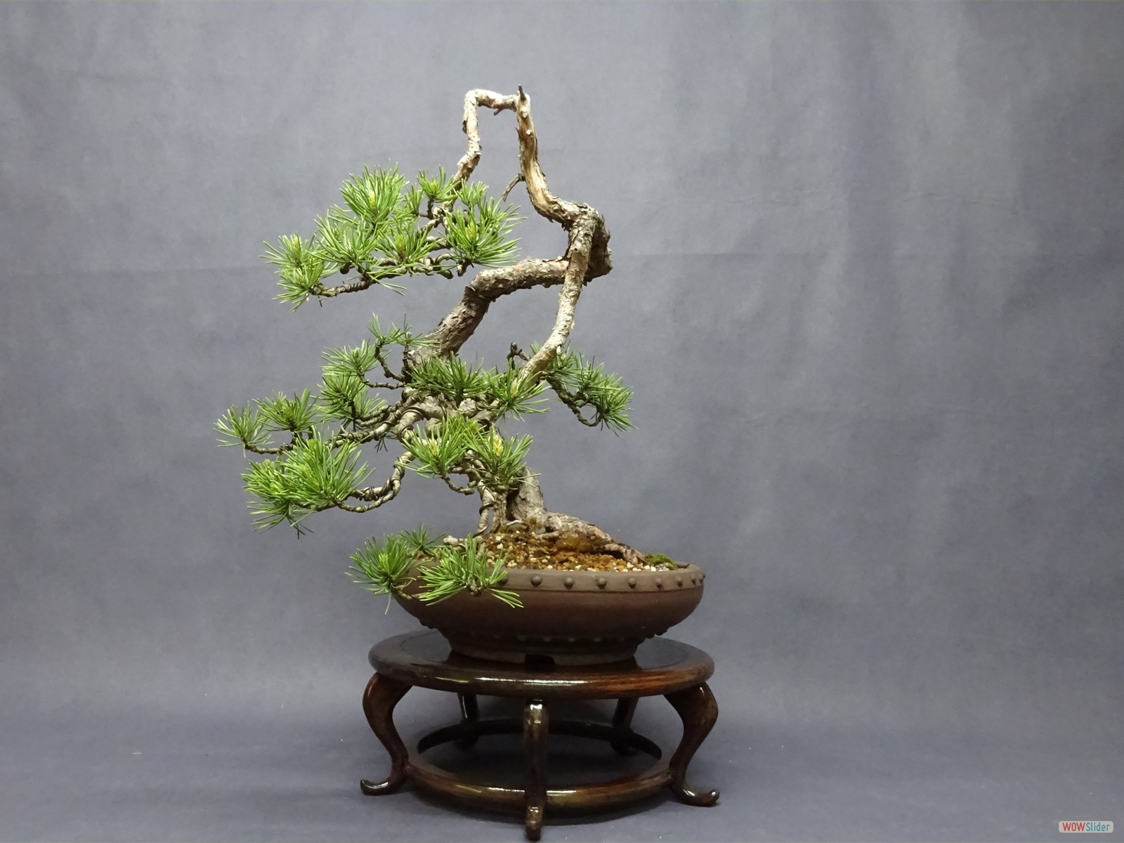 Pinus sylvestris - 43 cm - Schale Japan