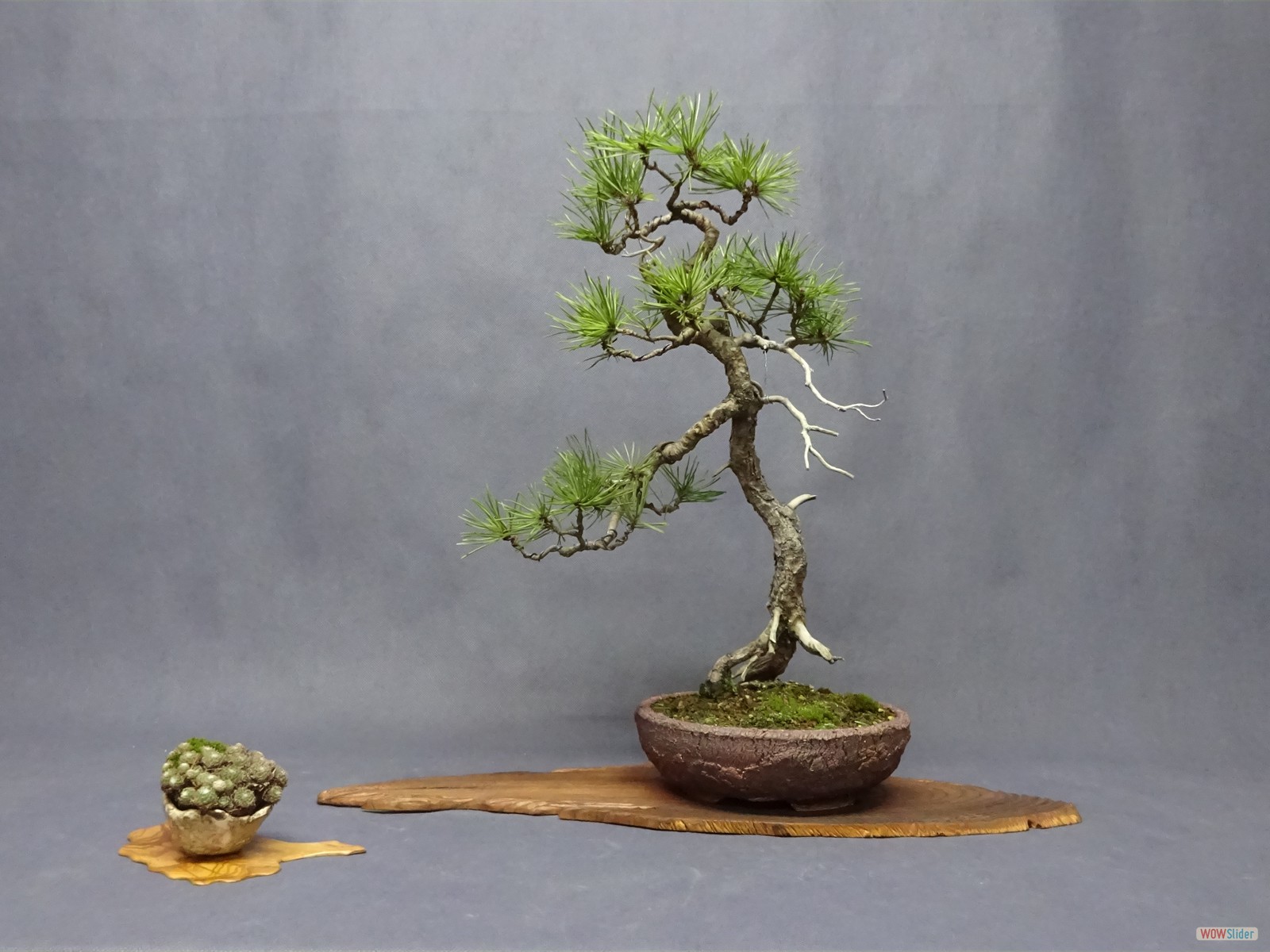 Pinus sylvestris - 42  cm - Schale  Frankreich