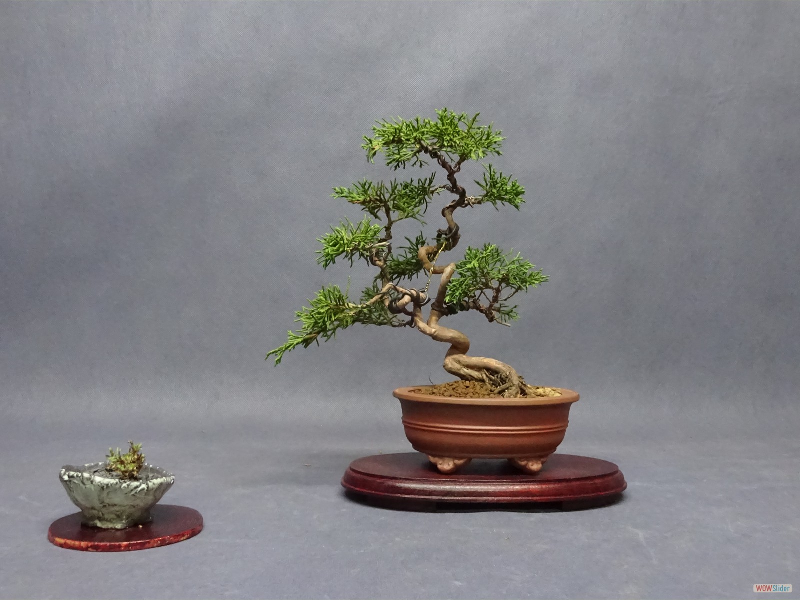 Juniperus chinensis - itoigawa - 19  cm - Schale Japan