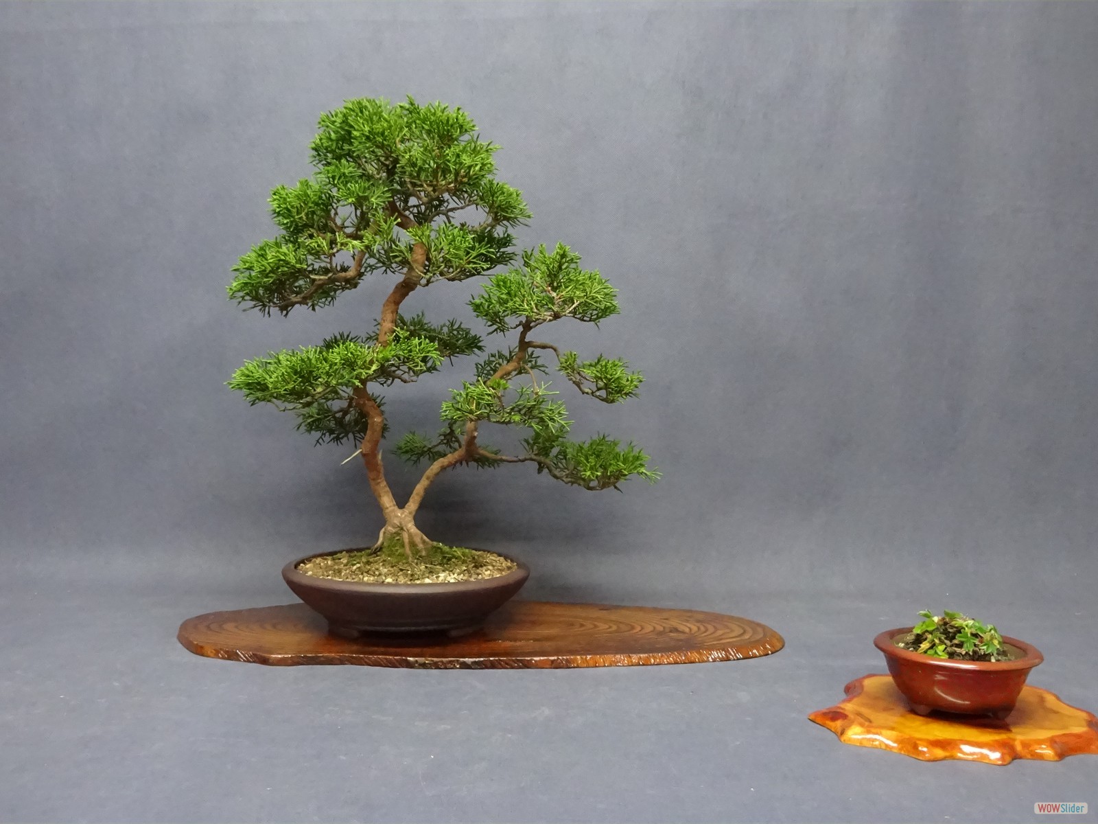 Juniperus chinensis itoigawa - 32 cm - Schale Japan