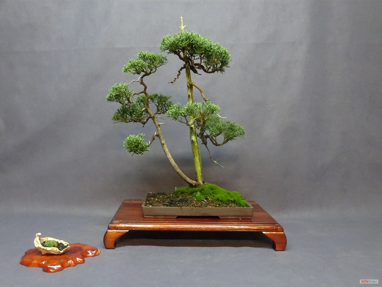 Juniperus chinensis - 43 cm - Schale Japan