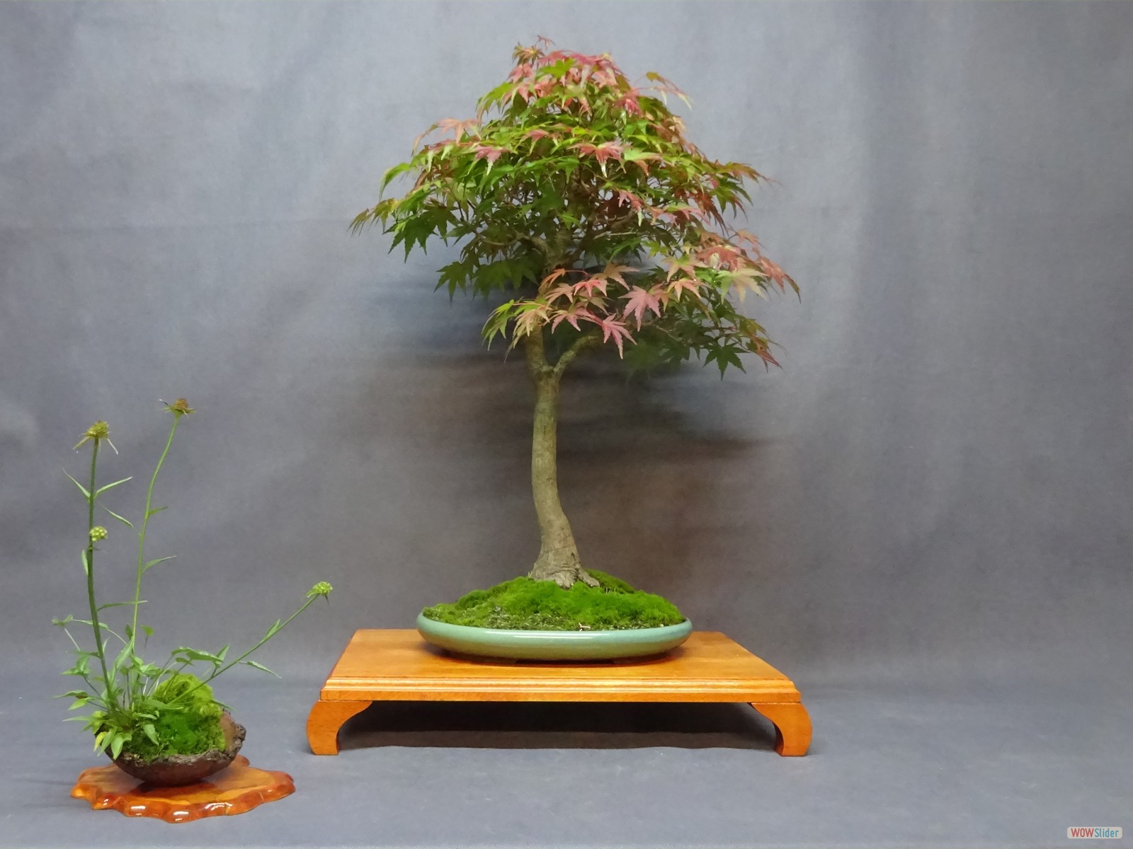 Acer palmatum - 51 cm - Schale Korea