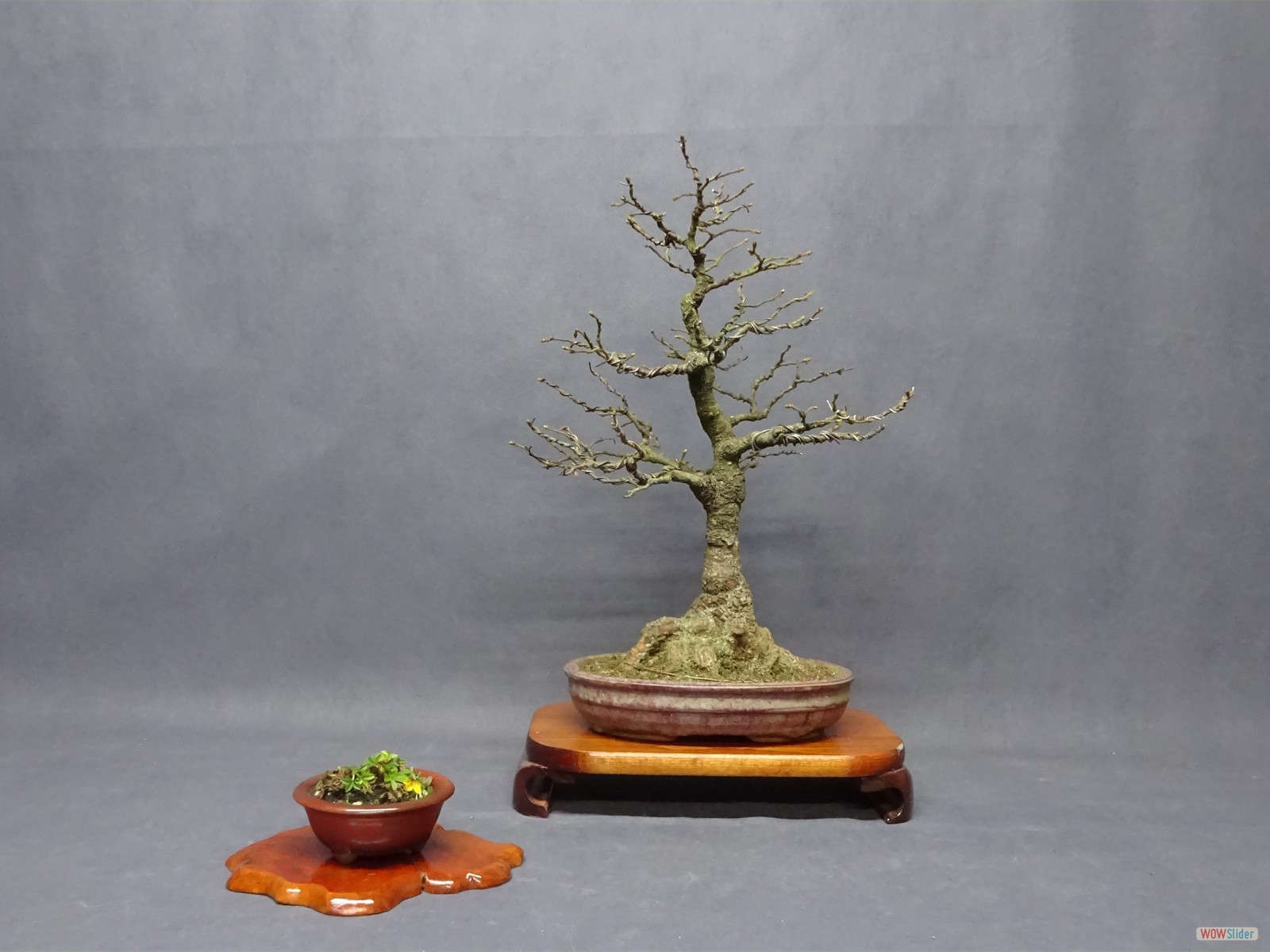 Ostrya carpinifolia - 34 cm - Schale China