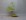 Picea abies 30 cm  - Schale Japan