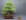 Picea abies nidiformis - 60 cm - Schale Deutschland
