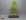 Ligustrum sinensis - 43 cm - Schale China