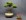 Potentilla fructicosa - 47 cm - Schale China