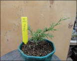 Juniperus chinensis pfizeriana 60 cm - ca. 30 Jahre