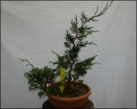 Juniperus chinensis 57 cm - ca. 29 Jahre
