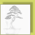 Juniperus chinensis 21 cm - 13 Jahre
