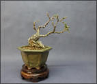 Juniperus chinensis itoigawa 19 cm - 9 Jahre