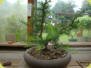 Jahr 2011 Der Baum wurde wieder umgesetzt in die erste Bonsaischale.Eine runde Chinesische Schale.