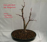 Jap. Bergahorn / Acer palmatum