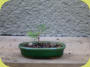 Jahr 2005 Steckling gleich in eine flache 10cm große Schale gepflanzt, das ist der Grundstein für einen guten flachen Wurzelansatz